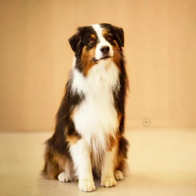 Tank – Kopfportrait