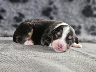 Yukon
